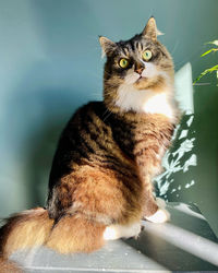 Close-up portrait of a cat