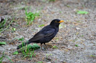 Close-up of bird perching on a land