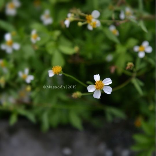 flower, petal, freshness, fragility, white color, flower head, growth, beauty in nature, blooming, focus on foreground, plant, nature, close-up, high angle view, white, selective focus, field, day, no people, pollen