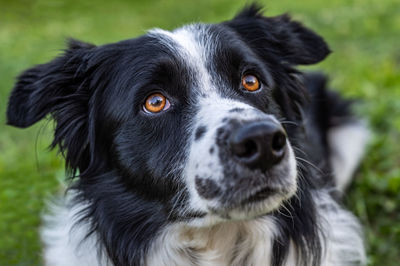 Close-up portrait of border collie