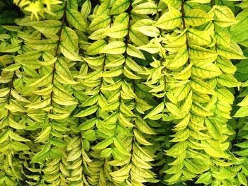 Full frame shot of green leaves