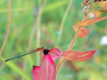 Close-up of insect on leaf 