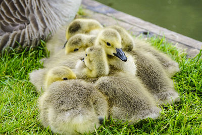 Close-up of goslings with goose on grass