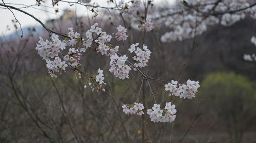 Close-up of white flowers blooming on tree