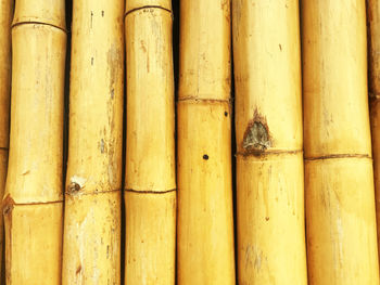 Close-up of bamboos