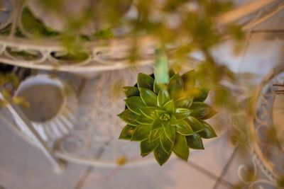 Close-up of potted plant