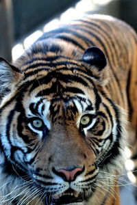 Close-up portrait of tiger