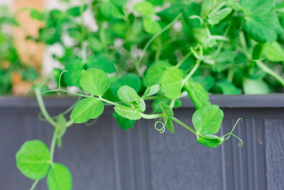 Young plants green peas. healthy food background. home gardening concept.