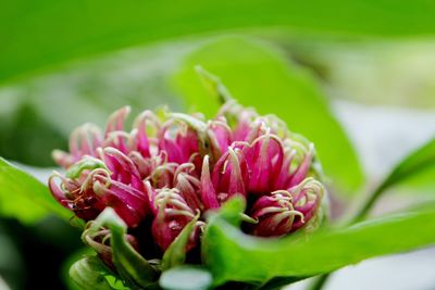 Close-up of pink flower