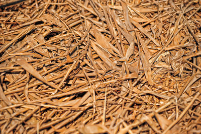 Full frame shot of dried plant