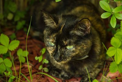 Close-up portrait of cat