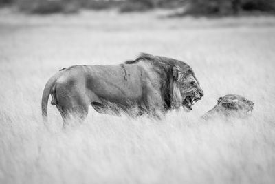 Lion and lioness roaring on field