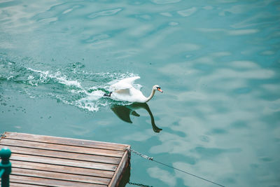 High angle view of swans on water