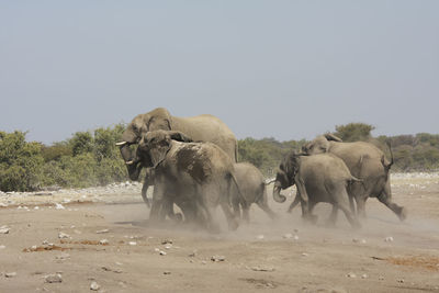 Herd of elephants running on field