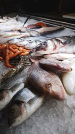 Close-up of fish on ice