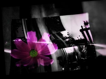 Close-up of pink flower on glass table