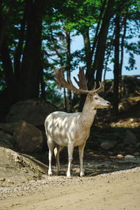 Deer in forest