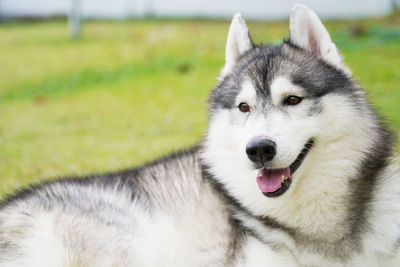 Close-up of dog on field