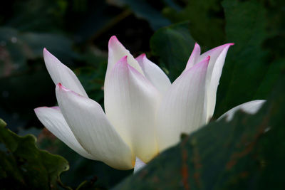 Close-up of white flowering plant