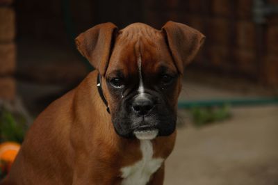 Portrait of brown boxer puppy