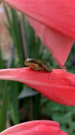 Close-up of insect on red flower