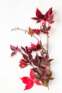 Close-up of red flowering plant against white background