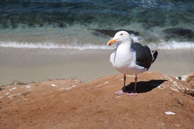 High angle view of seagull perching at beach