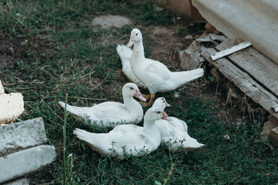 Five resting ducks in a village garden in summer.