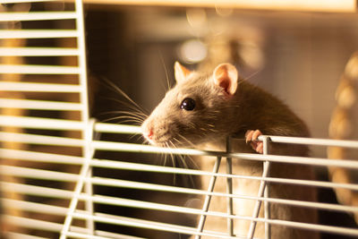 Portrait of pet rat in cage