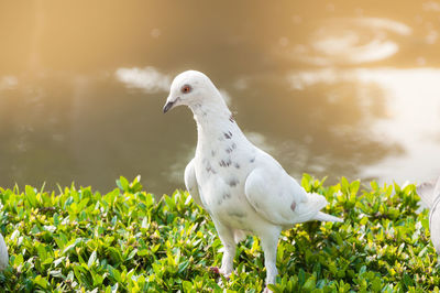 Pigeons in the park