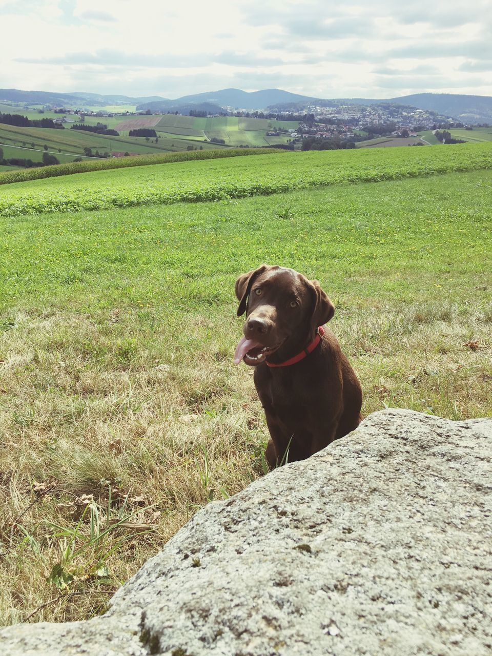 domestic animals, dog, pets, one animal, animal themes, landscape, field, sitting, mammal, sky, agriculture, rural scene, distant, front view, tranquility, tranquil scene, scenics, nature, growth, crop, outdoors, cloud - sky, green color, farm, no people, beauty in nature, zoology, horizon over land