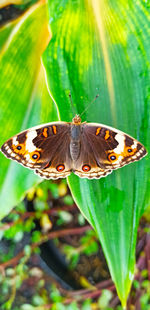 Close-up of butterfly on leaves