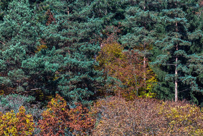 Plants growing in forest during autumn