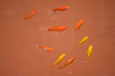 High angle view of fishes swimming in lake