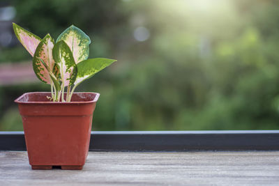 Close-up of potted plant on table