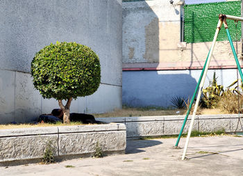 View of a cat on wall