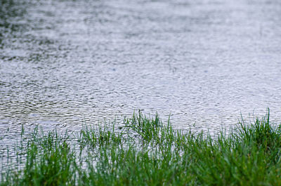 Grass growing in water