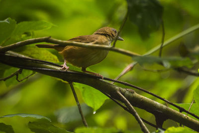 Bird perching on a branch
