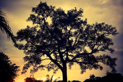 Silhouette of trees at sunset