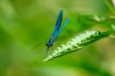 Close-up of damselfly on leaf