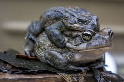 Close-up of turtle