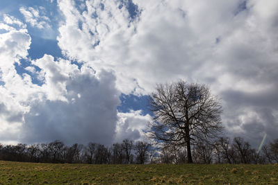 Bare trees on field against sky