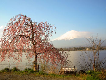 Tree by lake against sky