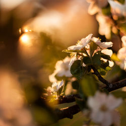 Close-up of flower tree