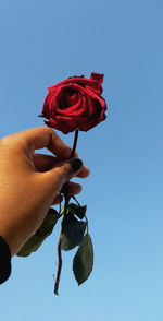 Close-up of hand holding red rose against blue sky