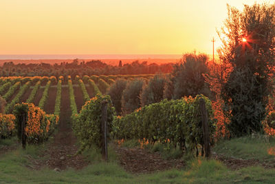 View of vineyard against sky during sunset