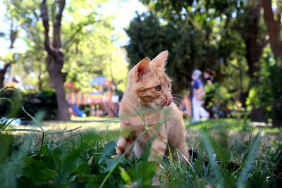 Cat sitting on a plant