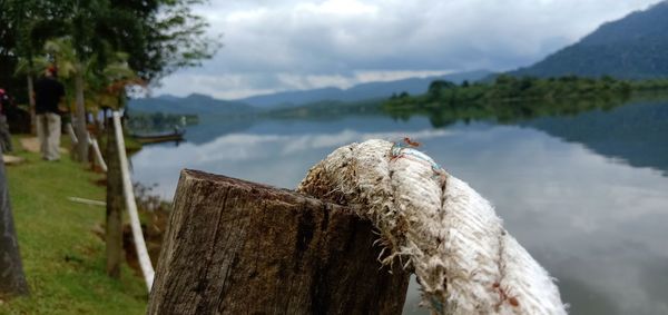 View of bird on wooden post in lake