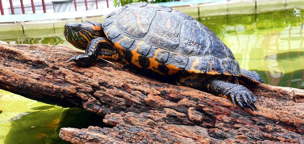 Close-up of tortoise on rock