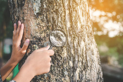 Cropped hands of person holding magnifying glass by tree in forest